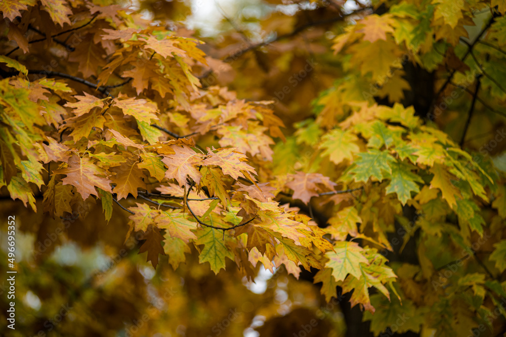 yellow-green autumn leaves on branches and trees are very beautiful in different sizes and shades of flowers yellow-green autumn leaves on branches and trees are very beautiful in different sizes and shades of flowers