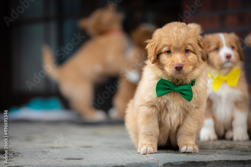 NOVA SCOTIA DUCK TOLLING RETRIEVER photo session