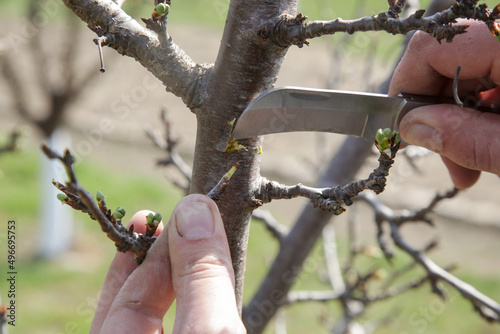 The farmer in the orchard grafting fruit tree.  photo