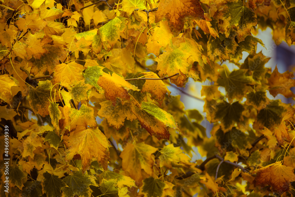 yellow-green autumn leaves on branches and trees are very beautiful in different sizes and shades of flowers