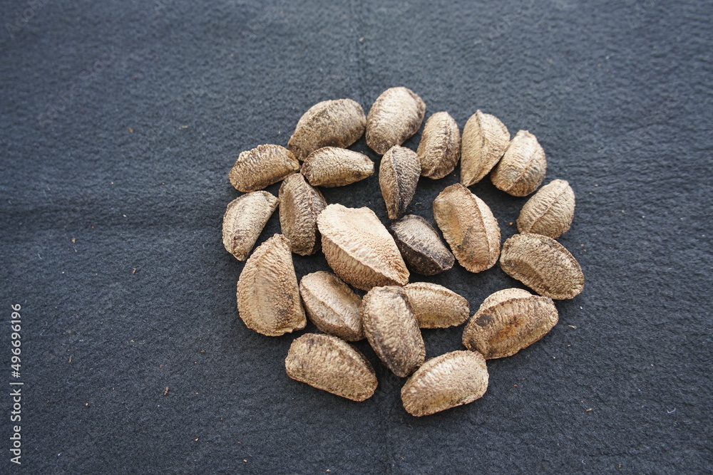 The Brazil nut (Bertholletia excelsa) is a South American tree in the
