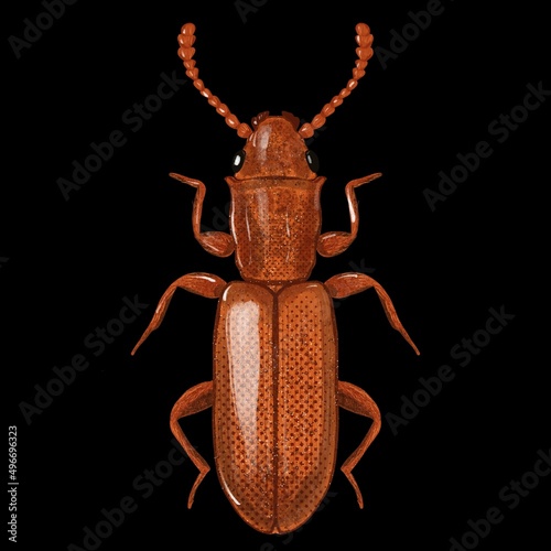 Sulvanus Bidentatus photo