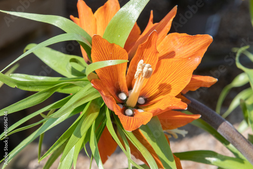 Imperial fritillary (fritillaria imperialis) flowers in bloom photo