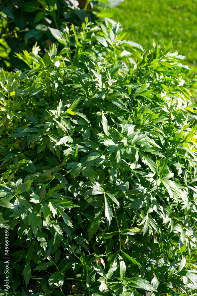 Large lovage bush with fragrant green leaves.