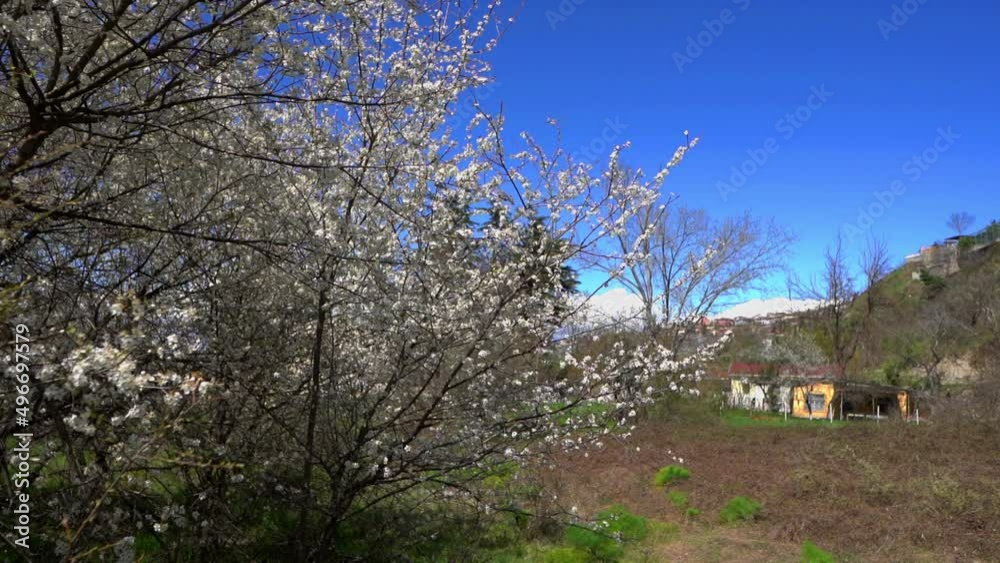 Video of tree branches blooming in spring. Video of tree branches blooming in spring.