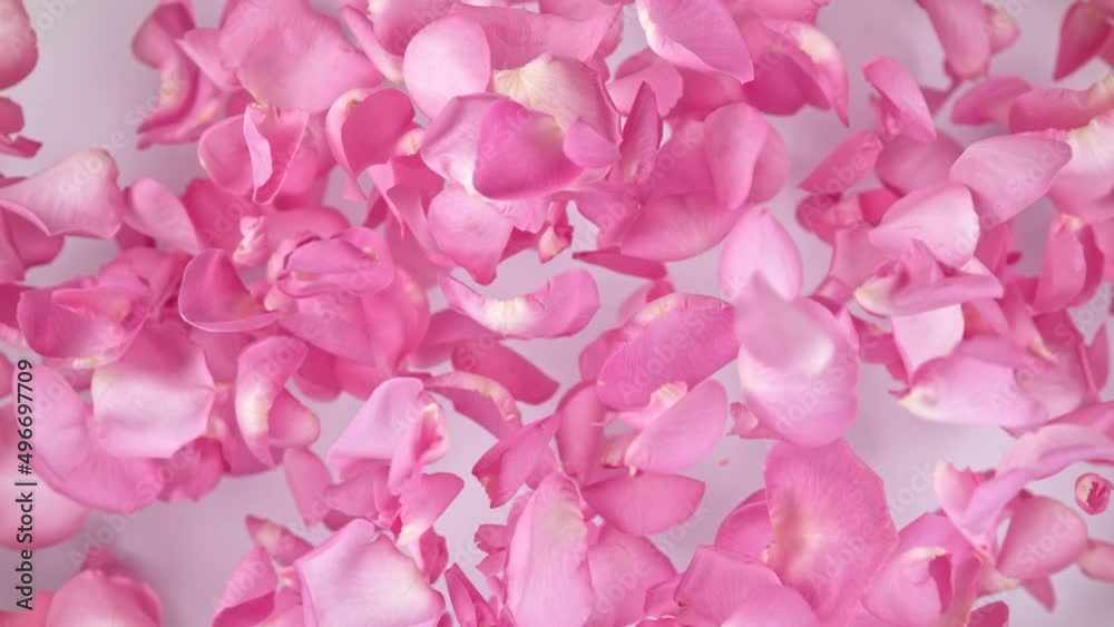 Super slow motion shot of flying pink rose petals towards camera on white background at 1000 fps. Super slow motion shot of flying pink rose petals towards camera on white background at 1000 fps.