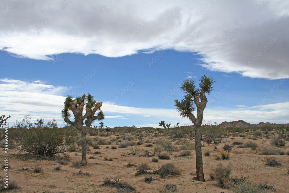 Joshua Tree National Park