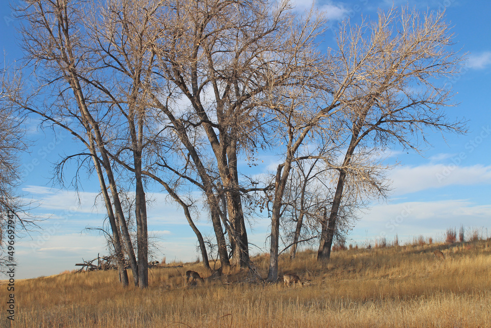 Antelope Rocky Mountain Arsenal National Wildlife Refuge Antelope Rocky Mountain Arsenal National Wildlife Refuge