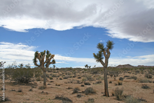 Park Narodowy Joshua Tree