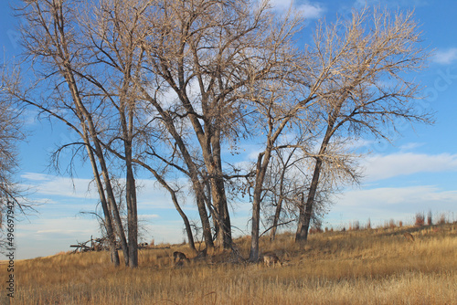 Antelope Rocky Mountain Arsenal National Wildlife Refuge