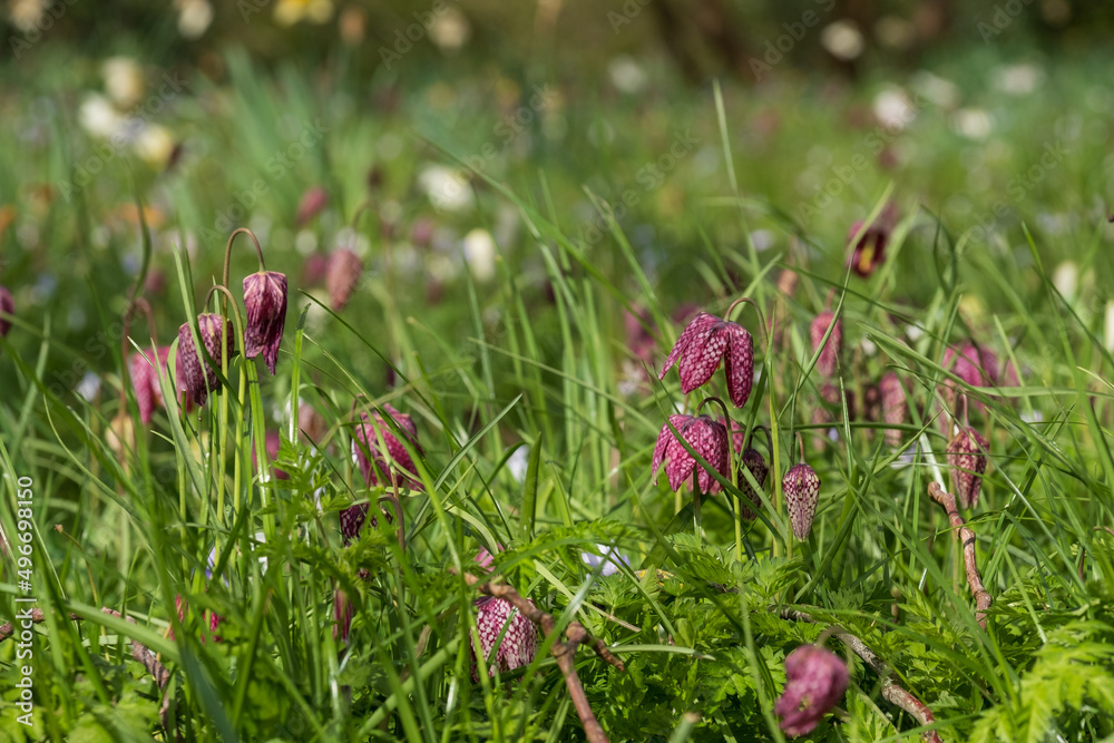 Purple snake's head fritillary flowers growing wild in Magdalen Meadow which runs along the banks of the River Cherwell in Oxford, Oxfordshire UK. The purple chequered flowers are rare and endangered. Purple snake's head fritillary flowers growing wild in Magdalen Meadow which runs along the banks of the River Cherwell in Oxford, Oxfordshire UK. The purple chequered flowers are rare and endangered.