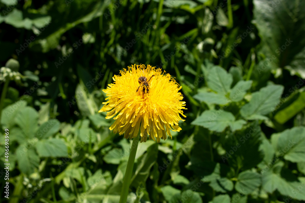 bee on a dandelion in the garden bee on a dandelion in the garden