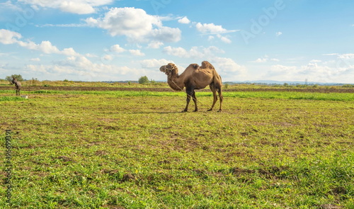 Rural landscape with a camel in a pasture