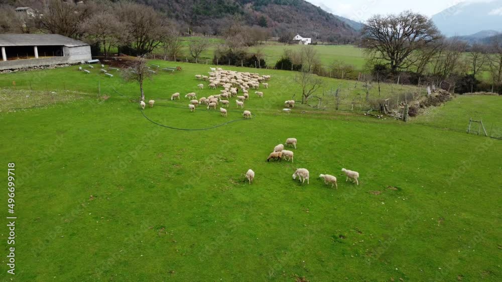 Aerial drone shot over a flock of white sheep in a green field in a animal farm Aerial drone shot over a flock of white sheep in a green field in a animal farm