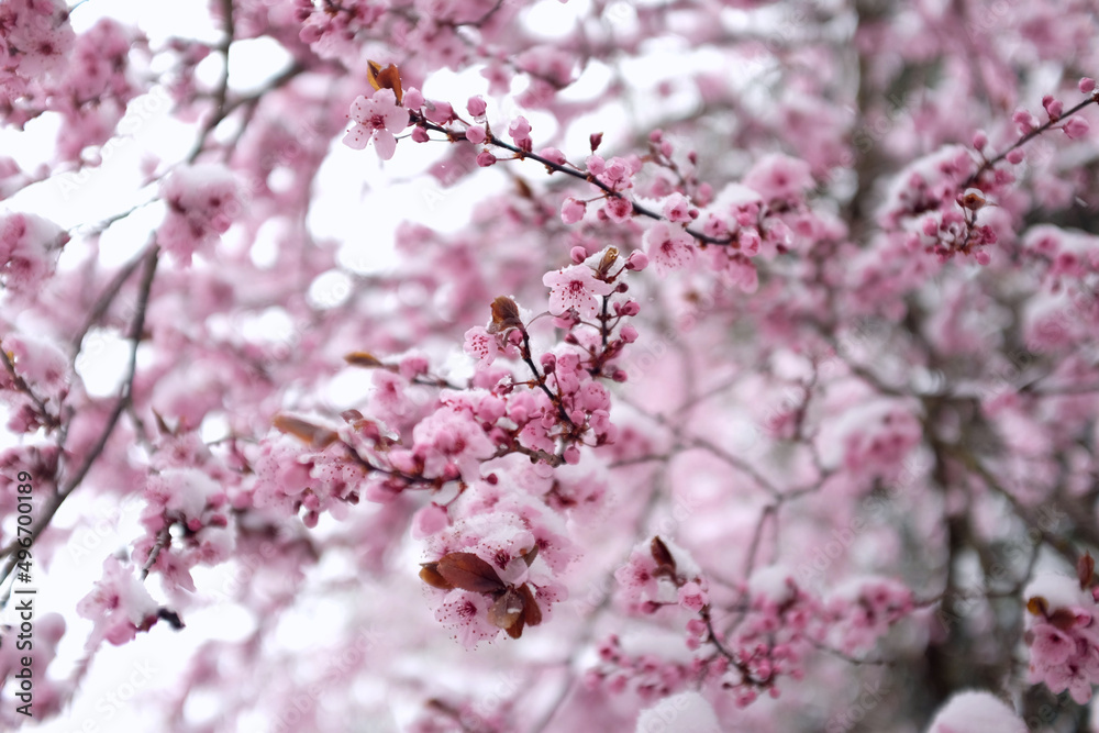 After one night of snowing, cherry blossoms in English Garden, Munich were covered in snow in April. After one night of snowing, cherry blossoms in English Garden, Munich were covered in snow in April.