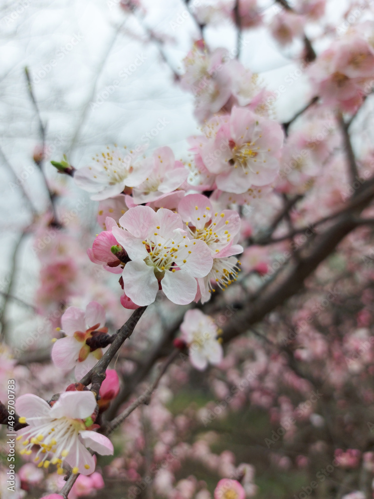 Branch of apricots with blooming pink flowers. Apricot in spring during the flowering period. Close-up Branch of apricots with blooming pink flowers. Apricot in spring during the flowering period. Close-up