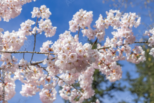 Cherry blossom branch