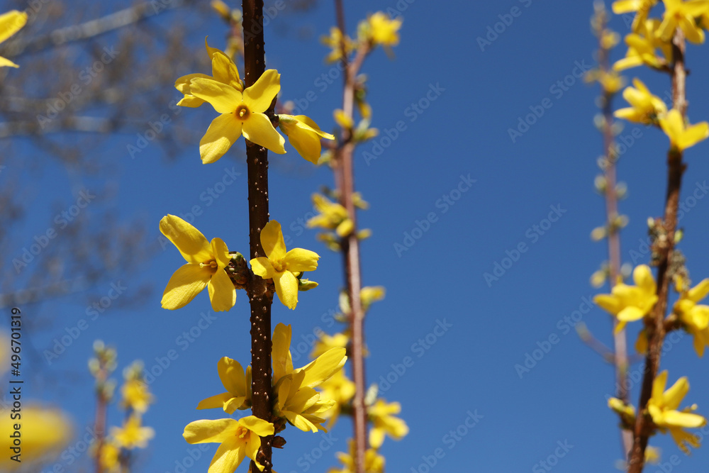 Krzew ogrodowy forsycja z żółtymi kwiatkami na wiosnę i święta wielkanocne.  - obrazy, fototapety, plakaty 