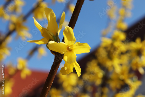 Krzew ogrodowy forsycja z żółtymi kwiatkami na wiosnę i święta wielkanocne. 