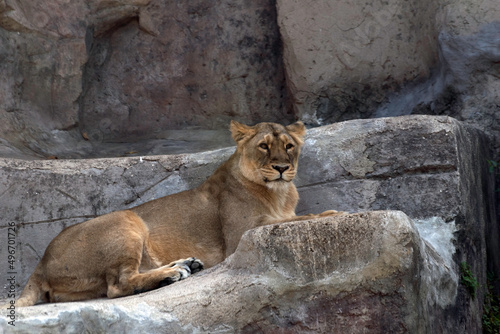 Lioness Lying on the Rocks