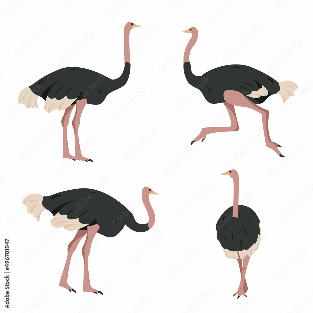 Set of Ostrich birds. Gray African big ostriches in different poses ...