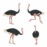 Set of Ostrich birds. Gray African big ostriches in different poses isolated on white background. Bird cartoon icon collection vector illustration.