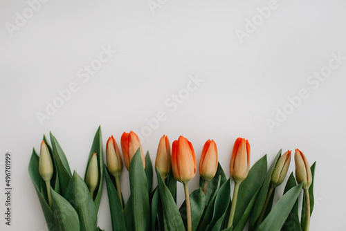 Beautiful red tulips on white background with space for text. Top view  flat lay. Mothers Day. Valentine s Day.