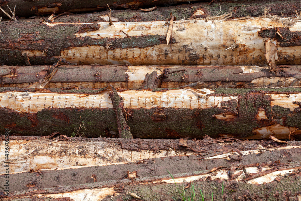 a large amount of pine wood during logging a large amount of pine wood during logging
