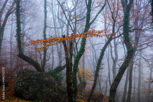 Autumn forest in the fog © andreymuravin