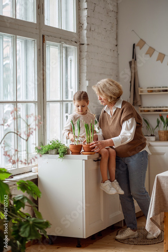 An elderly woman grandmother and a little girl granddaughter take care of and plant potted plants inside the house, do gardening in the spring for Earth Day