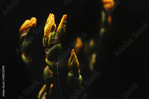 Iris flowers in the evening after rain. Large drops of dew on the petals. photo