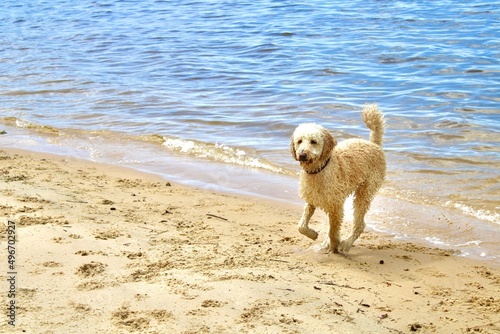 dog playing on the beach © Brooke