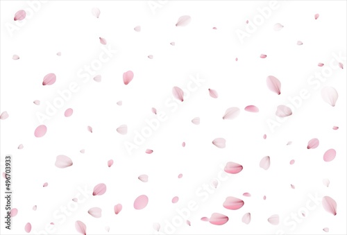 Sakura petals. Cherry petals backdrop