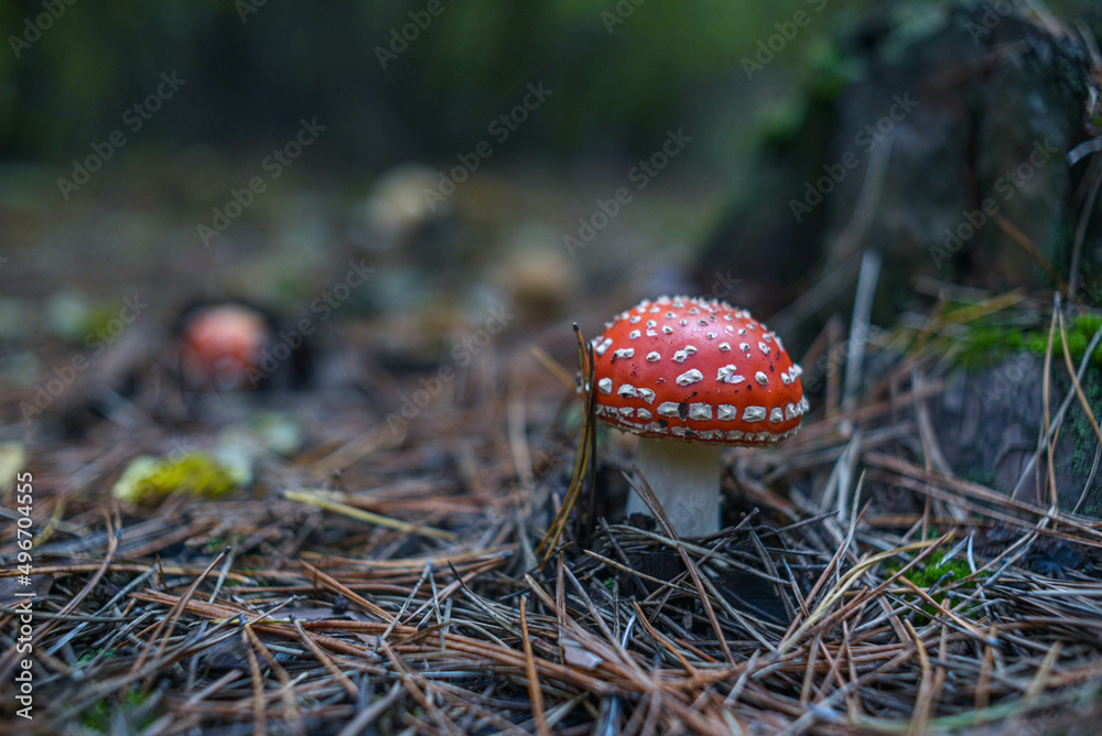 Photo of a fly agaric mushroom with a red cap growing in the forest. Nature. Walk. Family holiday. Photo of a fly agaric mushroom with a red cap growing in the forest. Nature. Walk. Family holiday.