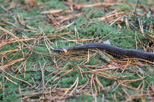 Photo of snake lying on moss in the autumn forest.