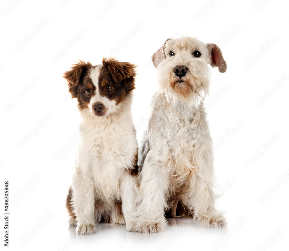 miniature schnauzer and Miniature American Shepherd miniature schnauzer and Miniature American Shepherd