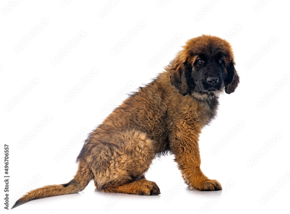 Obraz premium young Leonberger in studio