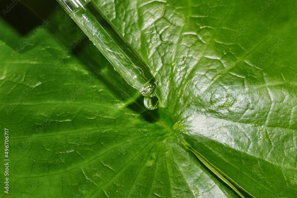 Natural extraction, Scientist drop essence for plant test, Alternative organic green herb plant medicine, Skincare beauty products, Biology research and development concept.