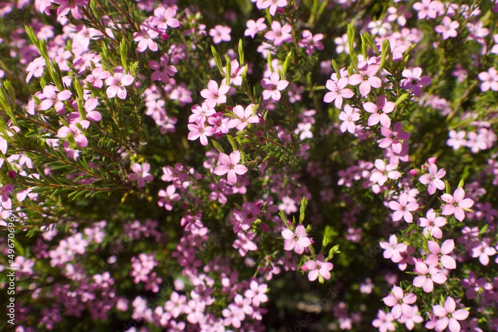 Nature Nature
