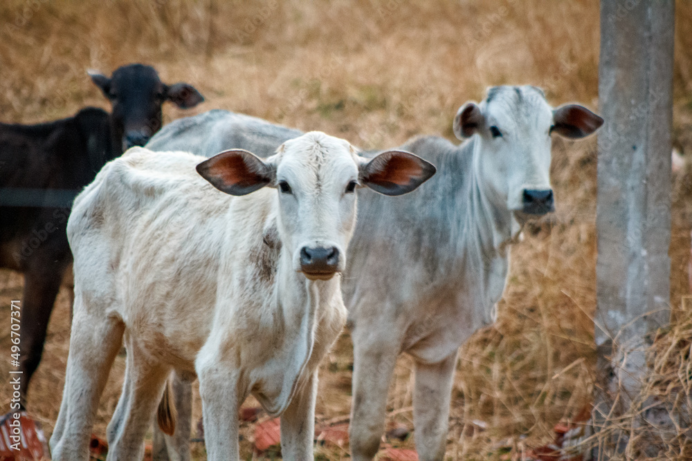 Travelling to farm district with wild animals