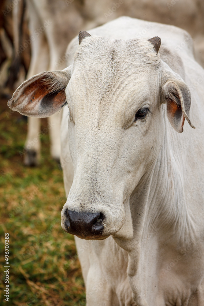 Travelling to farm district with wild animals Travelling to farm district with wild animals