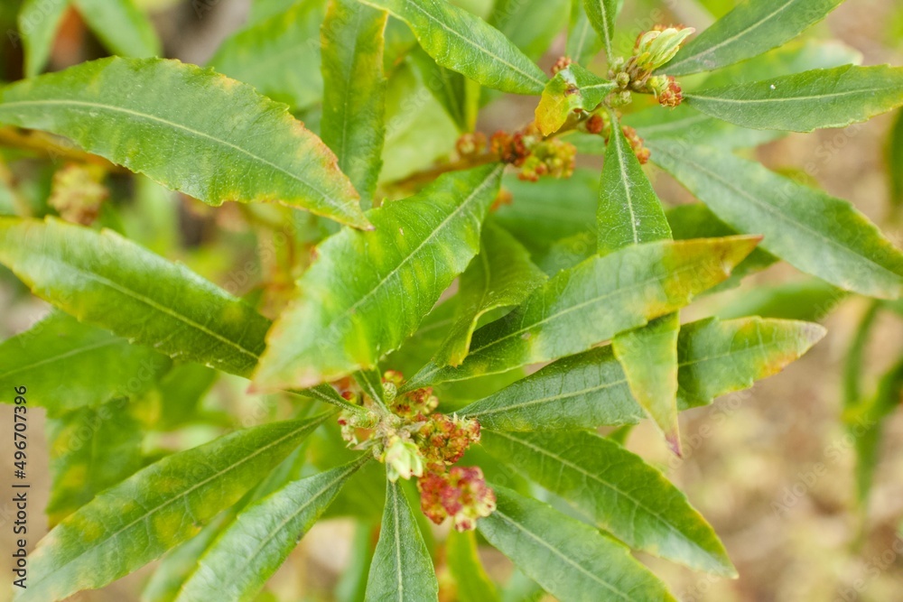 Fototapeta premium Nature