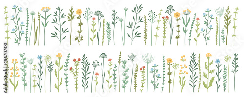 Garden and wild foliage, flowers, branches vector illustration. Wildflowers, herbs, leafs. Creative vector floral elements for postcard decoration packaging. Collection of wild meadow herbs, flowers