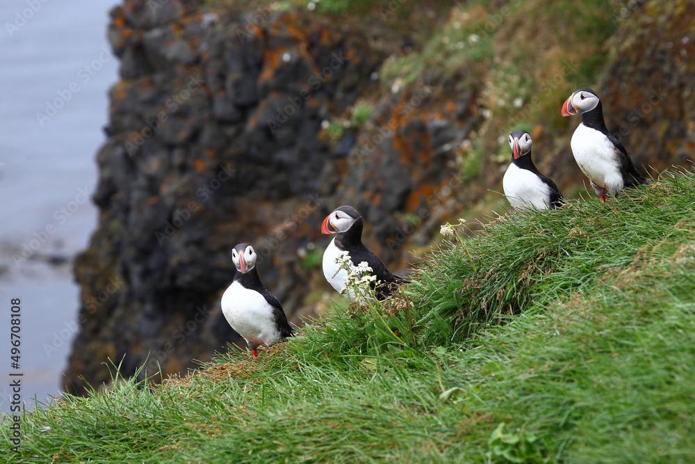 Papageitaucher / Atlantic puffin / Fratercula arctica Papageitaucher / Atlantic puffin / Fratercula arctica