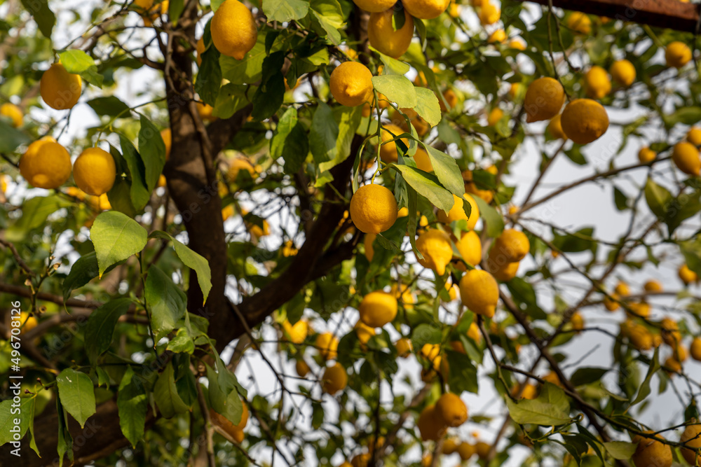 Lemon tree, ripe yellow lemons on green tree branch