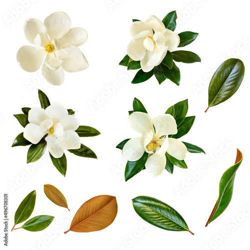 Collage of Magnolia Flowers and Leaves Isolated on White