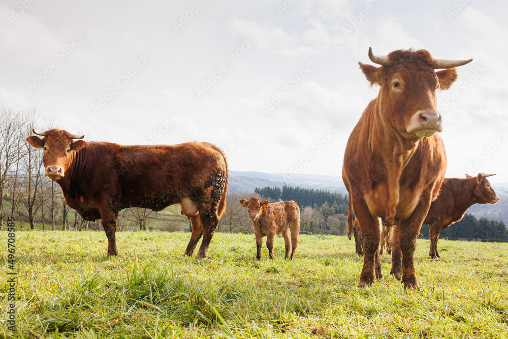 Group of cows on green grass pasture Group of cows on green grass pasture