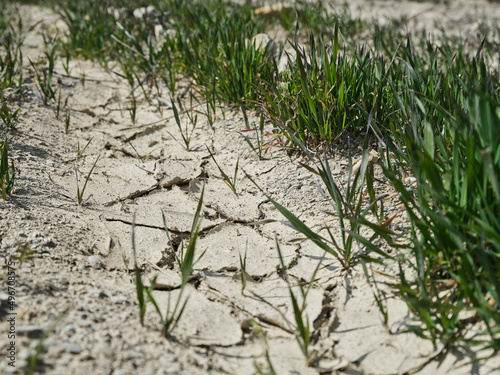 dried soil surface in a field