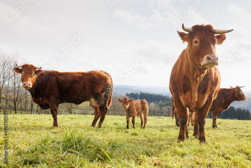 Group of cows on green grass pasture © Philippe Ramakers