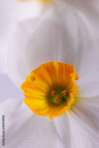 Pure blossom Amaryllidaceae flower in macro photo